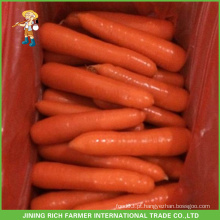 Nova safra melhor preço de alta qualidade cenoura vermelha fresca para exportação